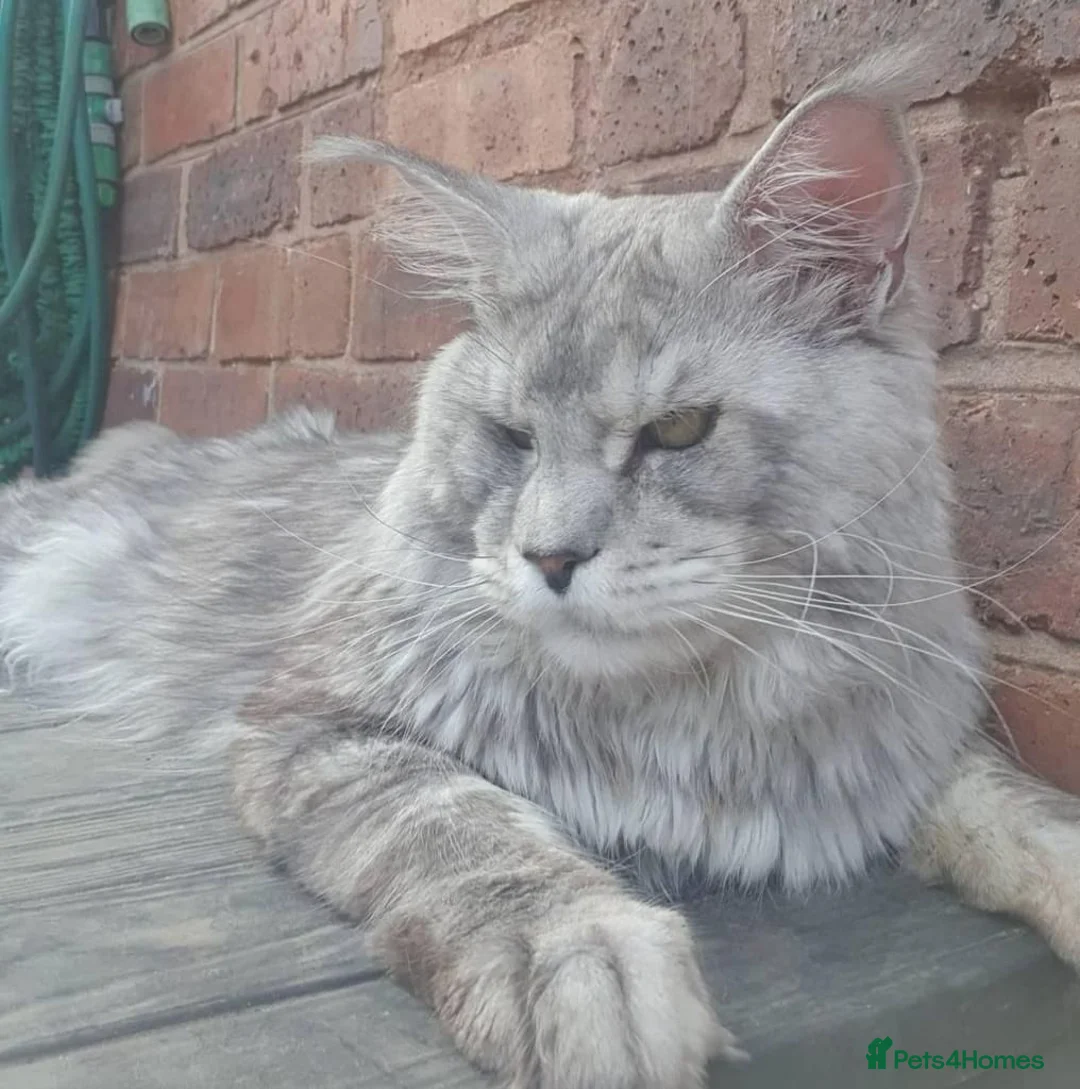 Maine Coon cats for sale: Tica registered male kittens  - Advert 15