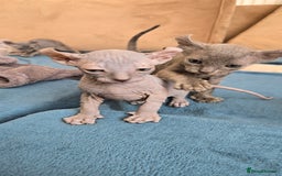 Sphynx cats for sale: Elf Sphynx Kittens  - Image 22