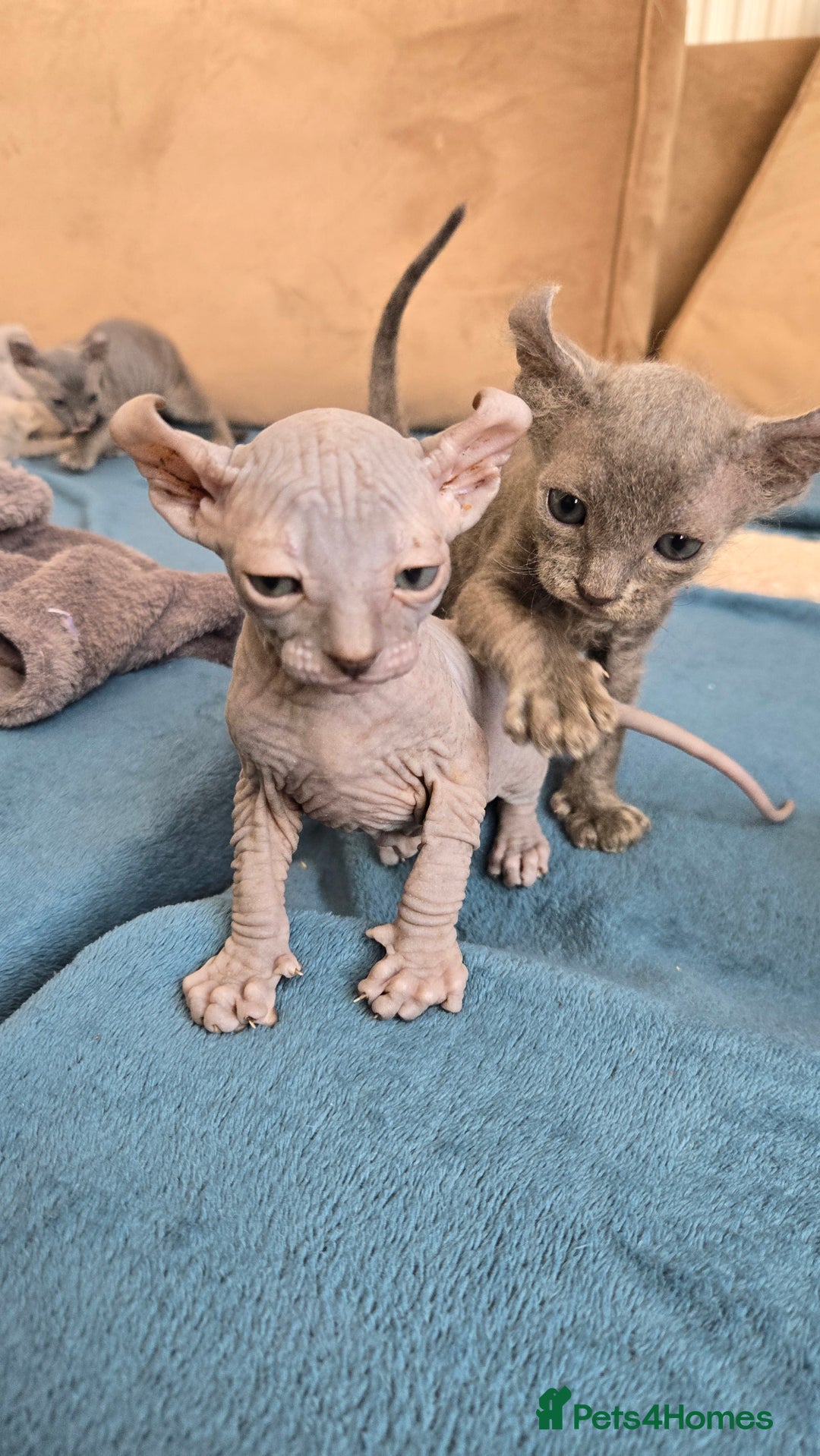 Sphynx cats for sale: Elf Sphynx Kittens  - Image 22