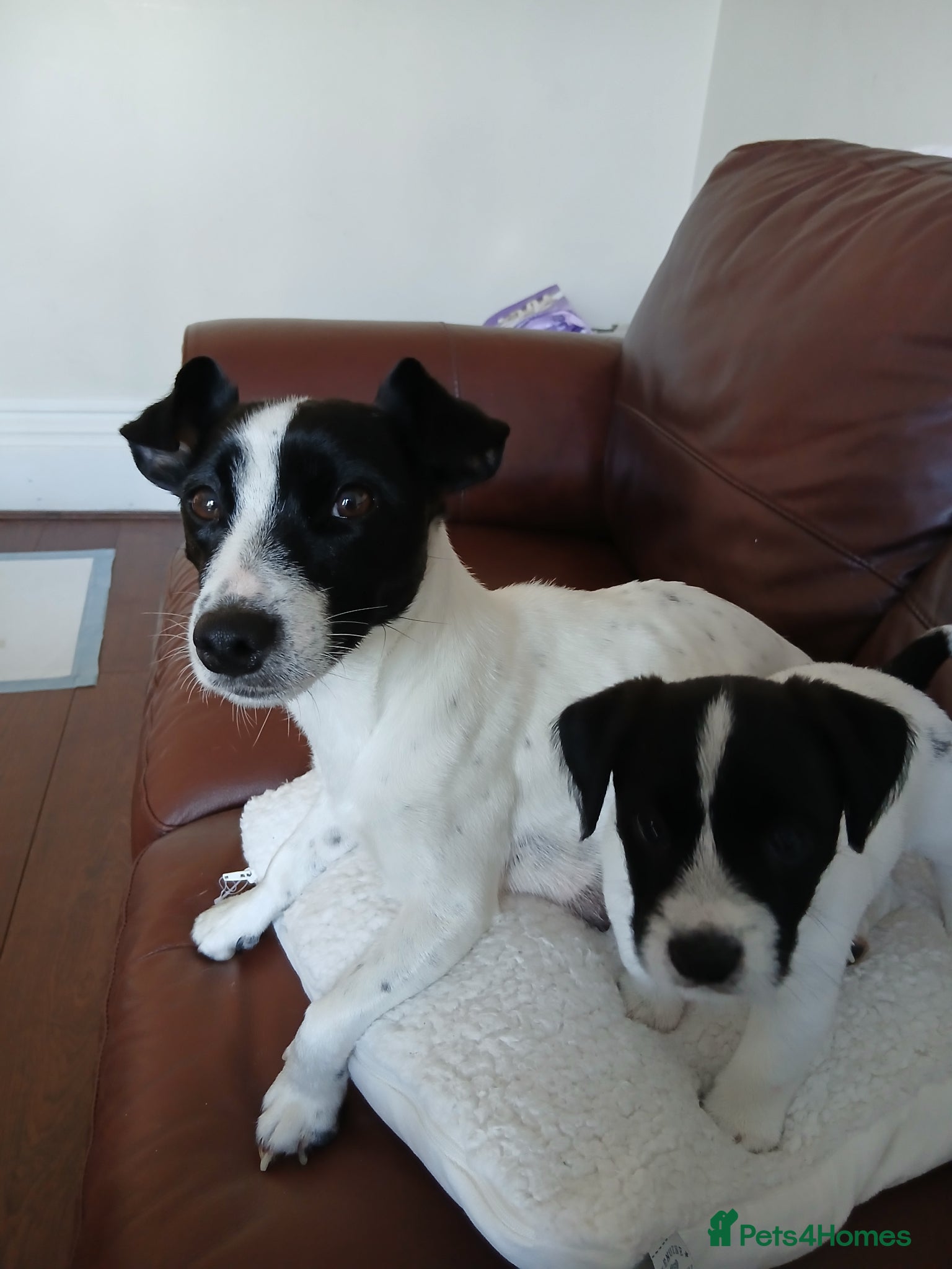 Mixed Breed dogs 2 lovely Jack Russell 7 week male pups for sale - Advert 9