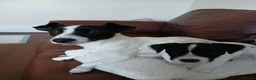 Mixed Breed dogs for sale: 2 lovely Jack Russell 7 week male pups for sale - Advert 1