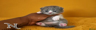 MEOWTH - BLUE BI-COLOUR (M) BSH