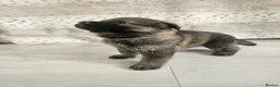 German Shepherd dogs for sale: Outstanding Pedigree German Shepherd Puppies - Advert 13