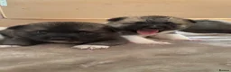 Akita dogs for sale: Akita pups  in Leek - Advert 13