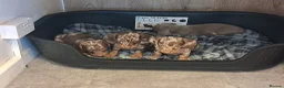 Miniature Dachshund dogs for sale: Minature daschunds puppys  in Ferndown - Advert 8