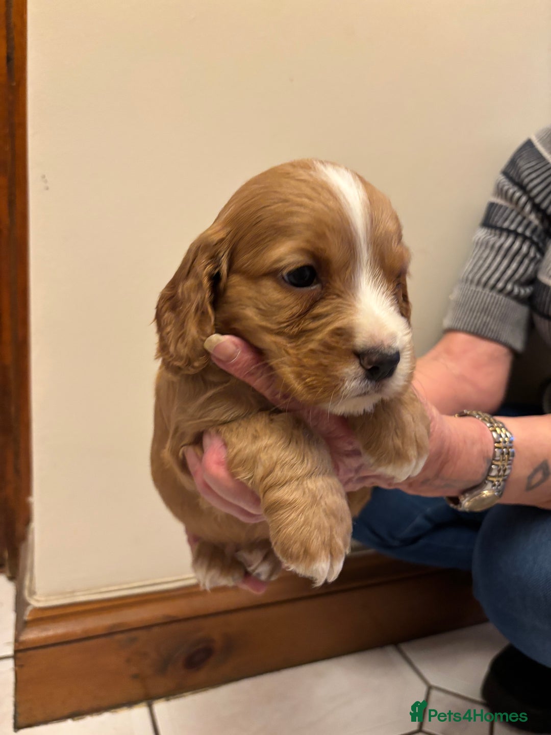 Cocker Spaniel dogs for sale: KC reg cocker spaniels  - Advert 31