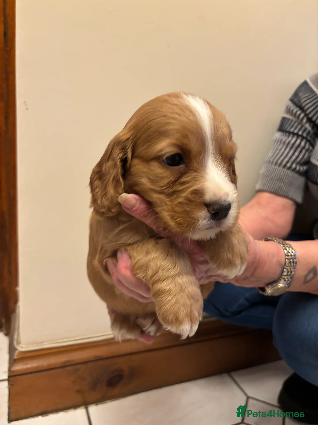 Cocker Spaniel dogs for sale: KC reg cocker spaniels  - Advert 22