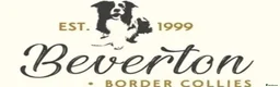 Border Collie dogs for sale: KC/ISDS REG HEALTH TESTED BORDER COLLIE PUPS - Advert 3