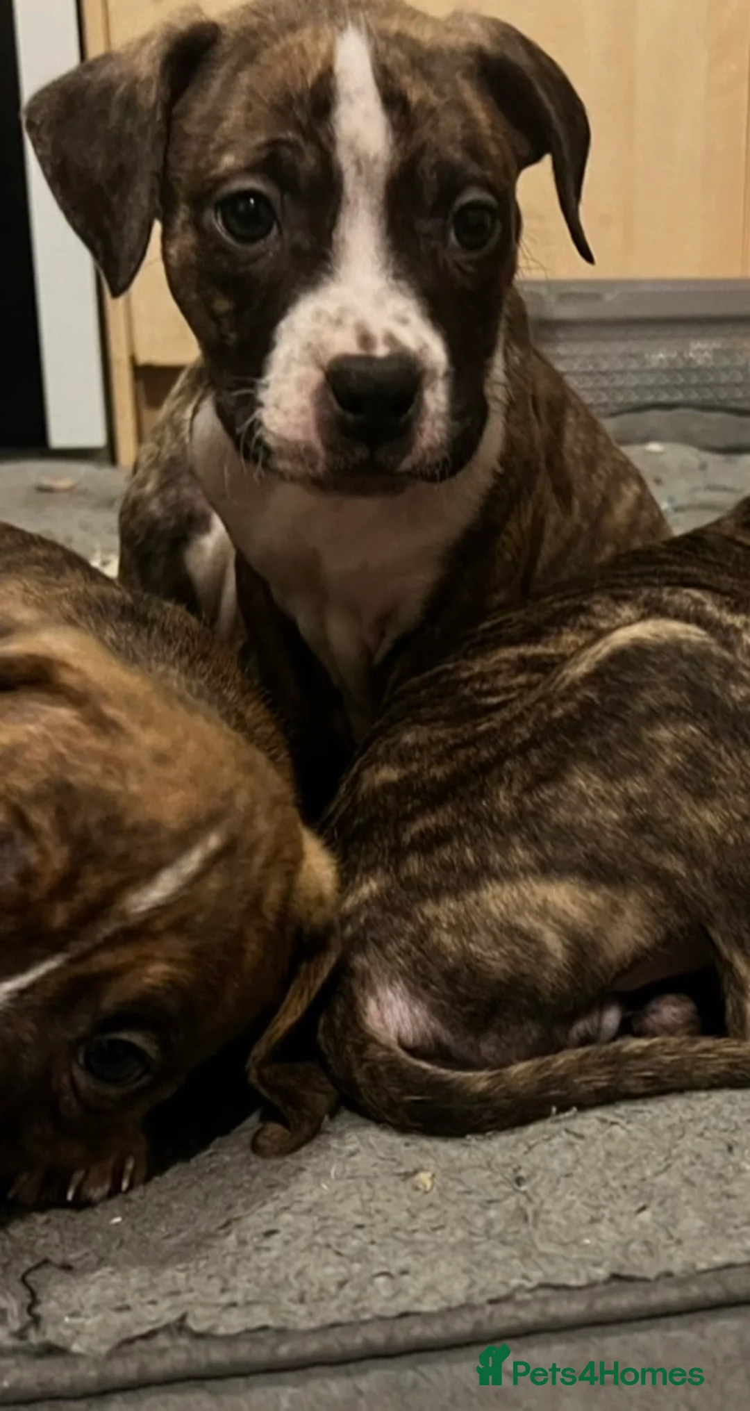 Mixed Breed dogs for sale: Blue Staffy x Boerboel – Ready for a Home - Advert 21