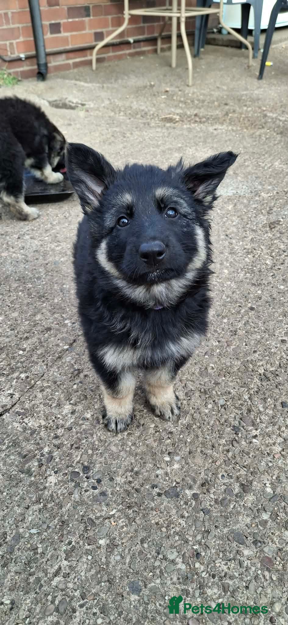 German Shepherd dogs Big, fluffy, beautiful German Shepherd Puppies - Advert 2