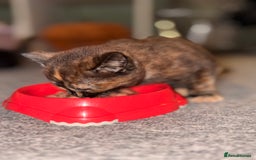 Maine Coon cats for sale: Part Maine Coon READY 8th December  - Advert 16