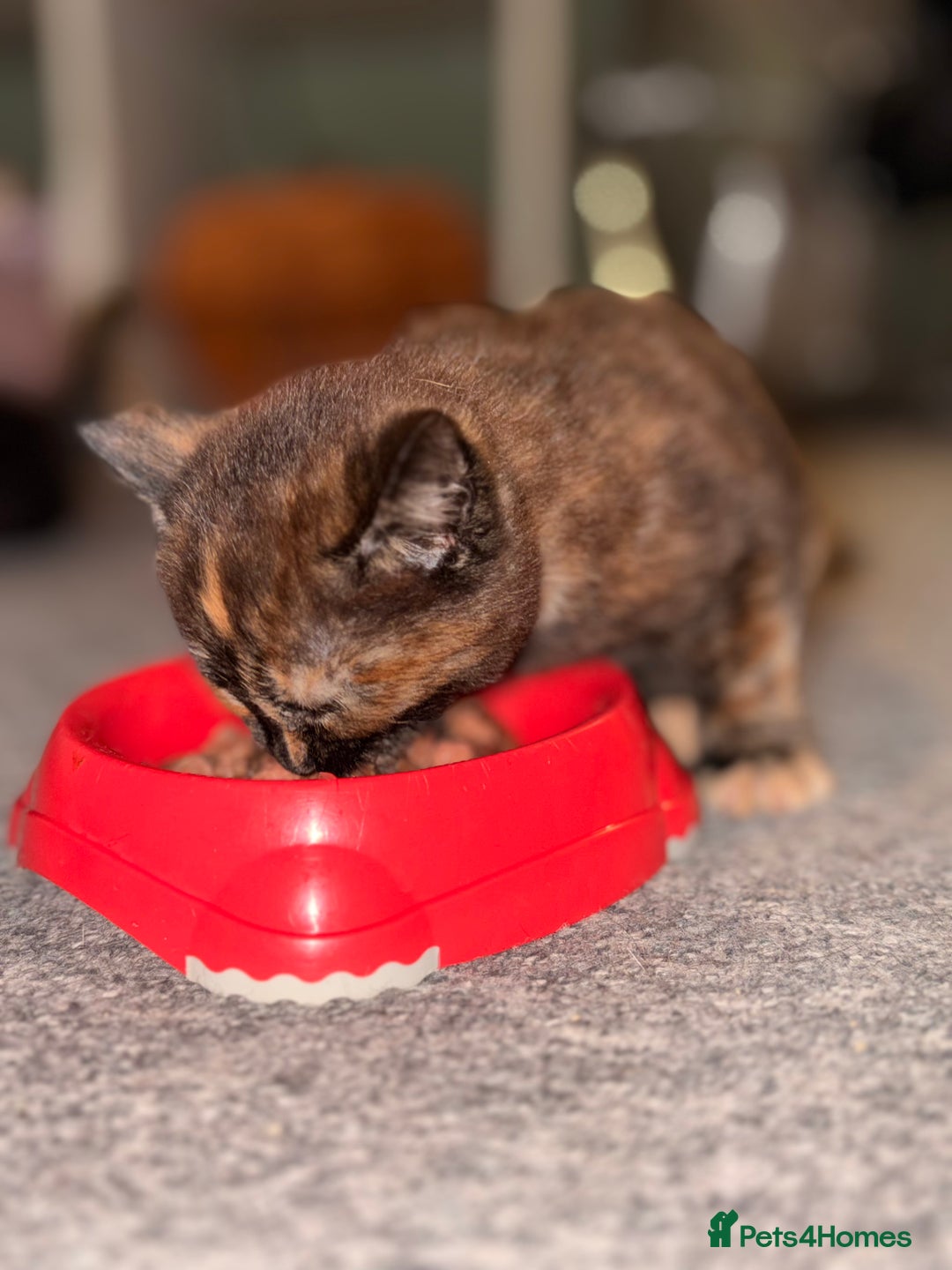 Maine Coon cats for sale: Part Maine Coon READY 8th December  - Advert 16