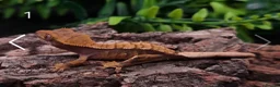 Gecko reptiles for sale: Juvenile Crested Geckos with full Lineage - Advert 5