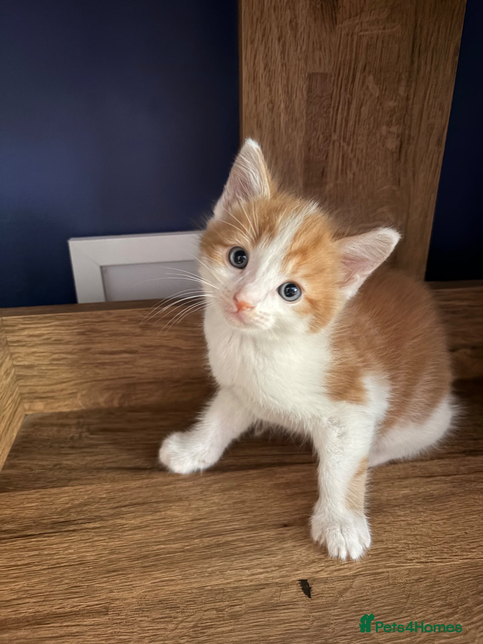Mixed Breed cats 1 beautiful male kitten available now £100  - Advert 16