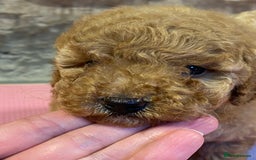 Toy Poodle dogs for sale: Toy poodle puppies ready now. Aberdeenshire - Image 1