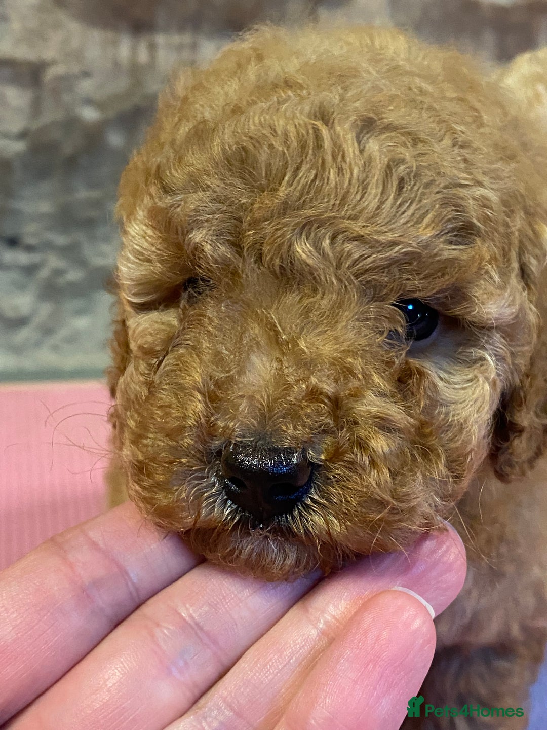 Toy Poodle dogs for sale: Toy poodle puppies ready now. Aberdeenshire - Image 1