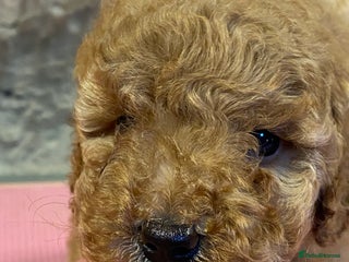 Toy Poodle dogs - Advert 1