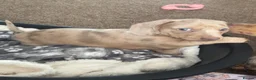 Miniature Dachshund dogs for sale: Beautiful miniature dachshunds  - Advert 3