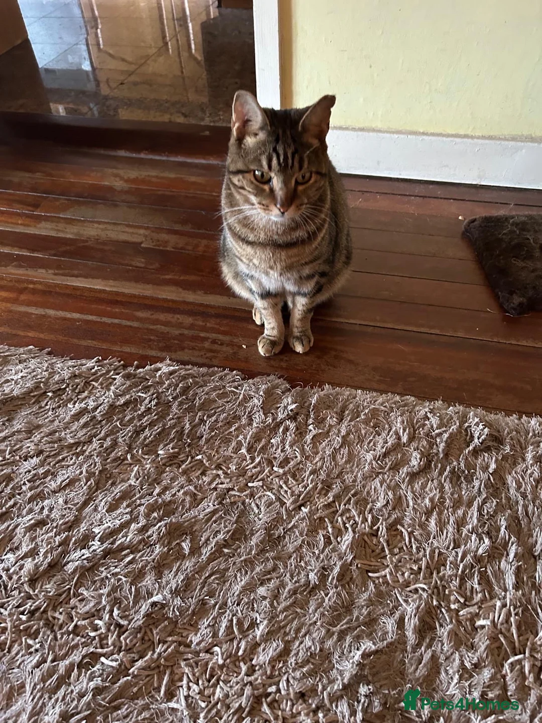 Bengal cats for sale: Bengal cross in Harrow - Advert 2