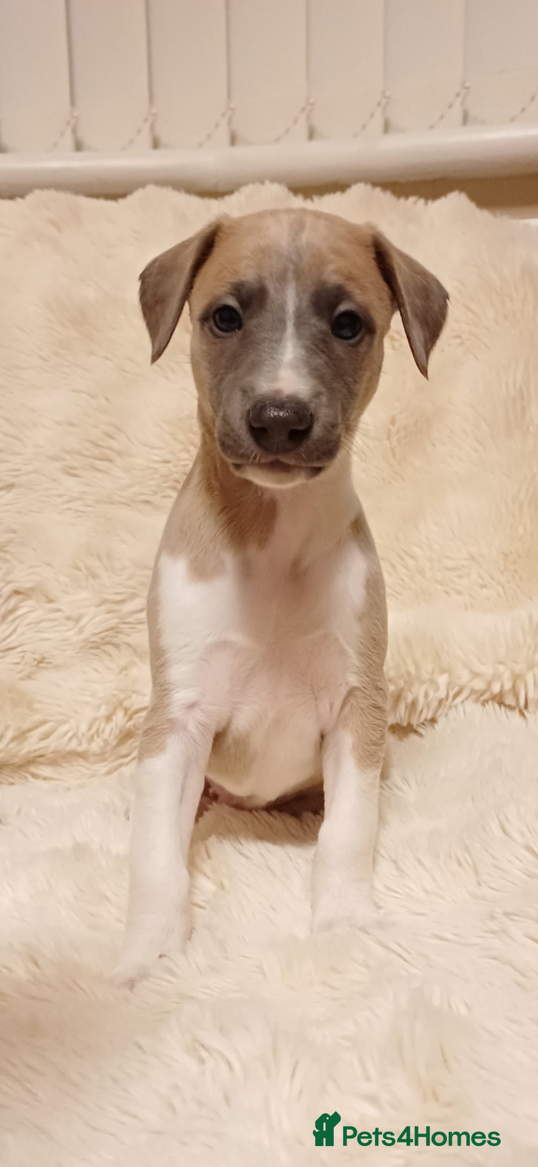 Whippet dogs KC  REG WHIPPET PUPS - Advert 1