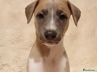 Whippet dogs KC REG WHIPPET PUPS - Advert 1