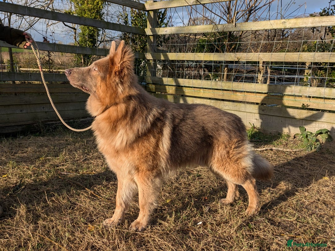 German Shepherd dogs for stud: KC health tested isabella german shepherd for stud - Advert 8