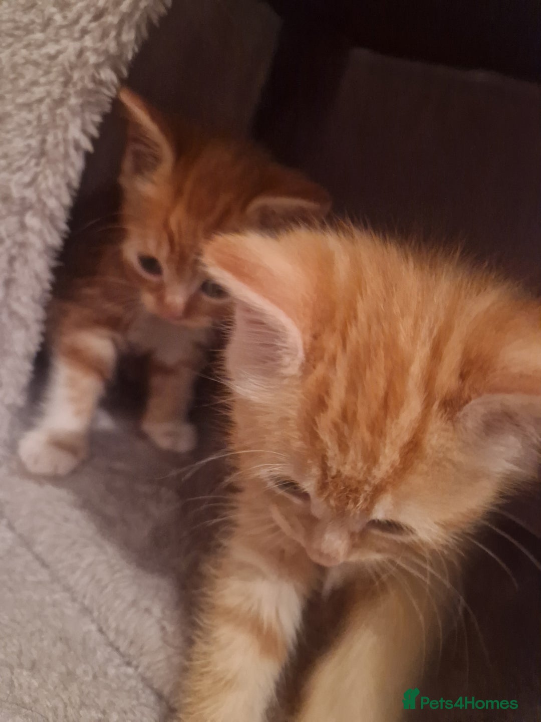 Mixed Breed cats for sale: Mixed Breed - Advert 9