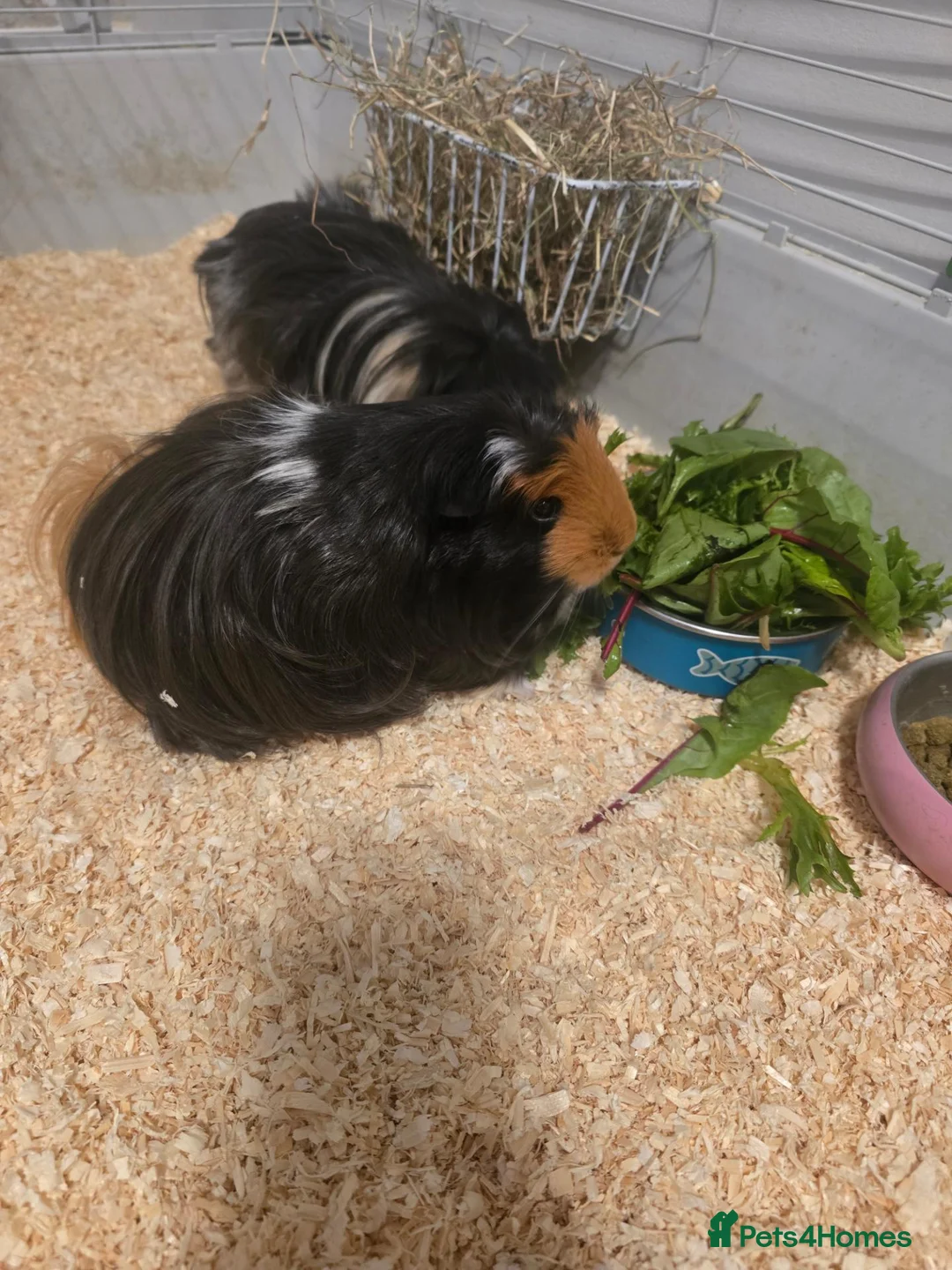 Guinea Pig rodents for sale: 2 long haired female guinea pigs in Glasgow - Advert 1