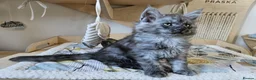 Maine Coon cats for sale: Maine coon kittens  - Advert 25