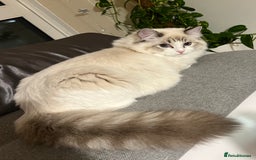 Ragdoll cats for sale: Super seewt Pure Ragdoll - Image 2
