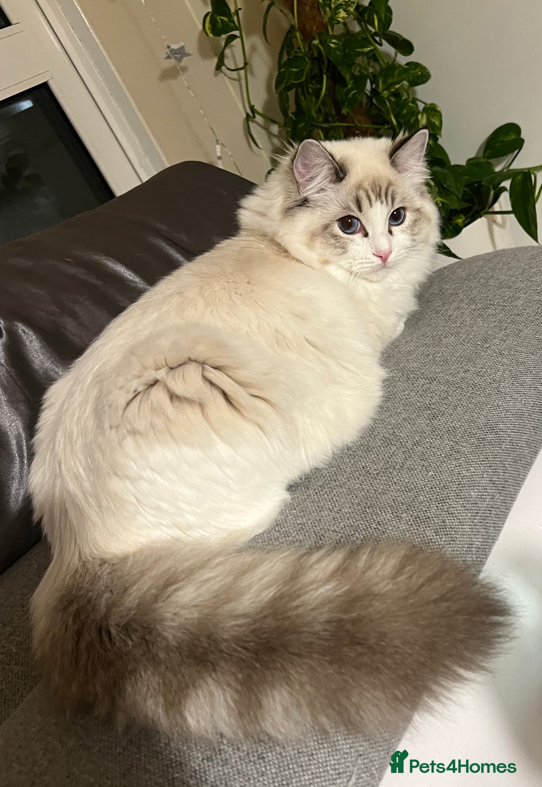 Ragdoll cats for sale: Super seewt Pure Ragdoll - Image 2