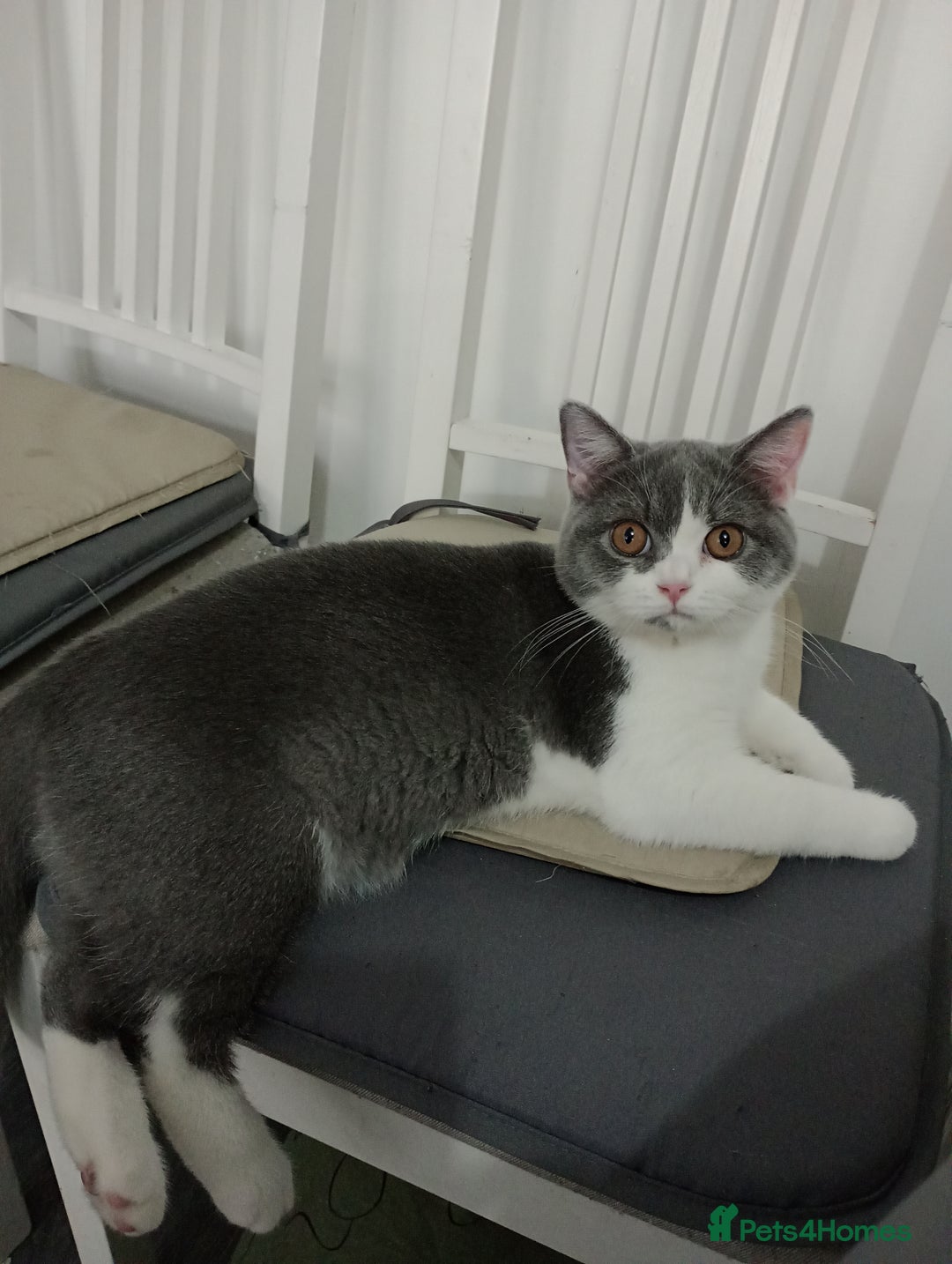 British Shorthair cats for sale: READY NOW Gccf Sally and Active GCCF STUD   - Image 2