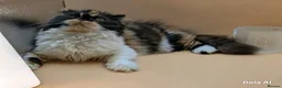 Exotic cats for sale: Meet Calliope- your future landlady  - Advert 6