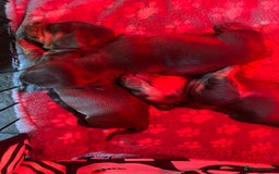 Miniature Dachshund dogs for sale: Mini chocolate Dachshunds in Luton - Image 10