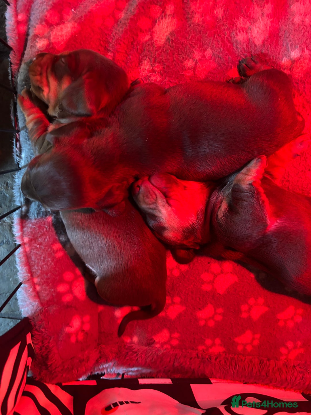 Miniature Dachshund dogs for sale: Mini chocolate Dachshunds in Luton - Image 10