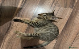 Mixed Breed cats for sale: Crossed BENGALS  - Image 36