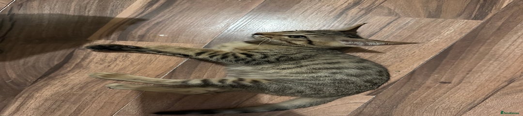 Mixed Breed Kitten 5