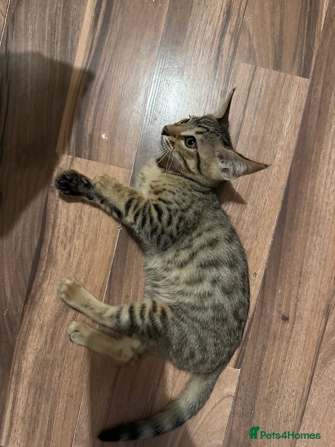 Mixed Breed cats for sale: Crossed BENGALS  - Image 36