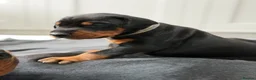 Dobermann dogs for sale: European Doberman puppies! - Advert 10