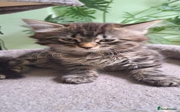 Siberian cats for sale: 6 lovely Siberian kittens  - Image 27