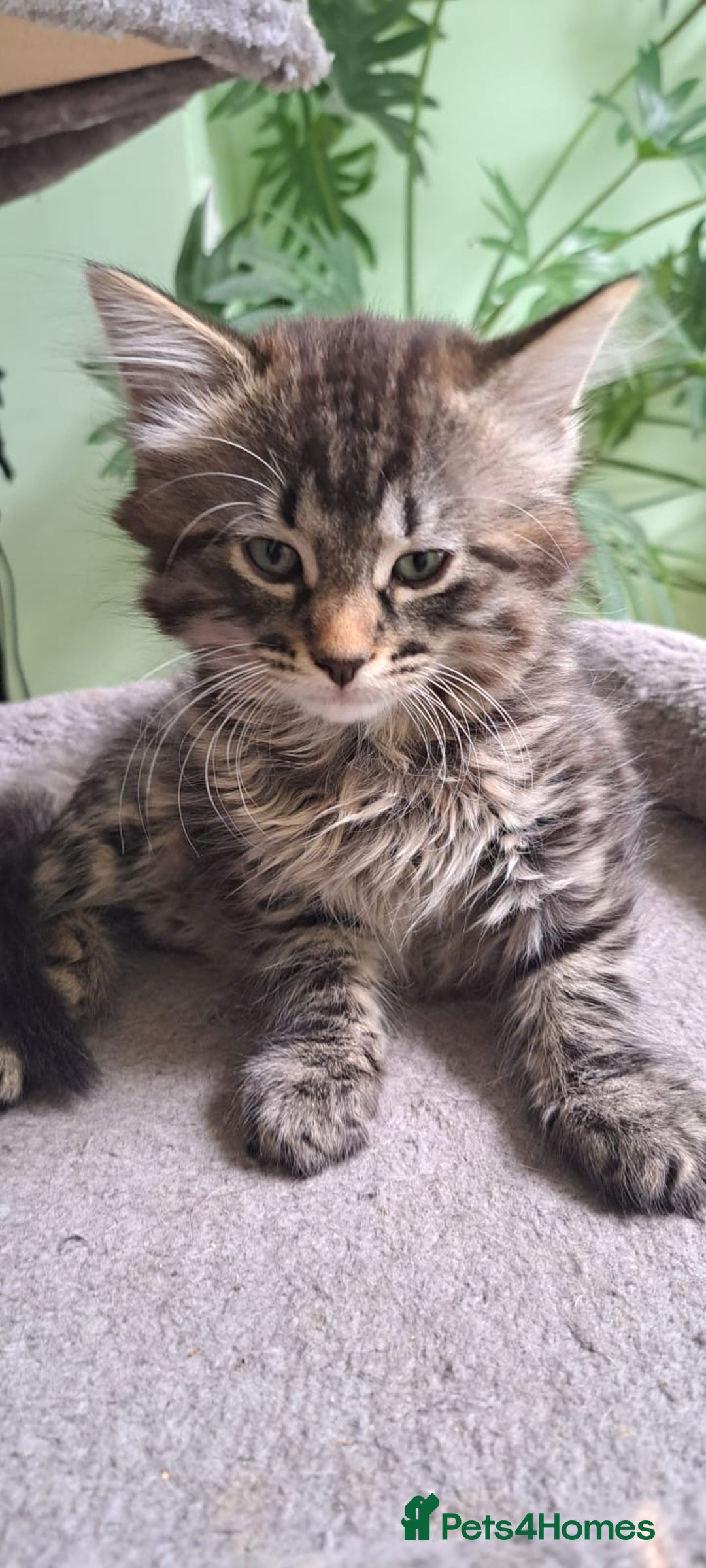 Siberian cats for sale: 6 lovely Siberian kittens  - Image 27