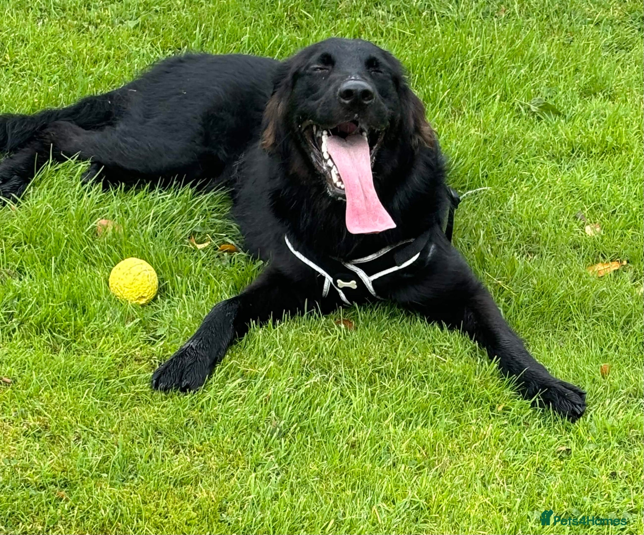 Mixed Breed dogs Golden Retriever x Collie Puppies - Ready to leave - Advert 5