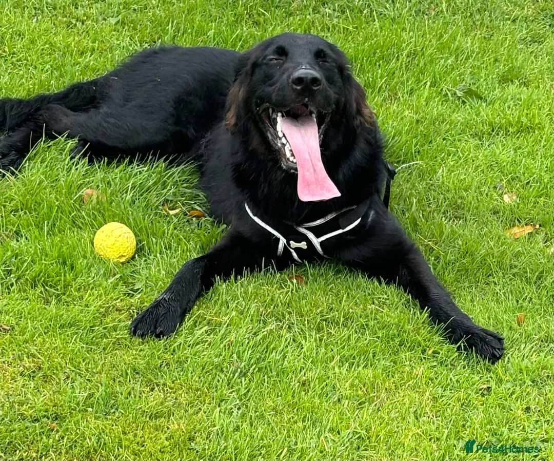 Mixed Breed dogs for sale: Golden Retriever x Collie Puppies - Ready to leave - Advert 1