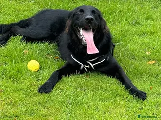 Mixed Breed dogs Golden Retriever x Collie Puppies - Ready to leave - Advert 5