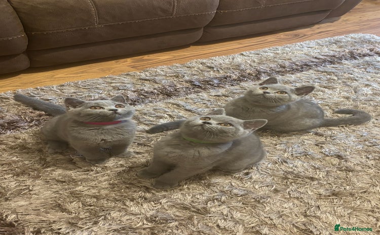 British Shorthair cats for sale in Herne Bay - Advert 3