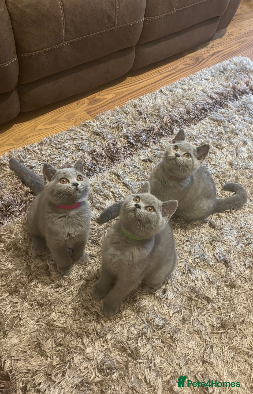 British Shorthair cats for sale: Chunky Female & Male BSH Kittens READY NOW in Herne Bay - Image 1