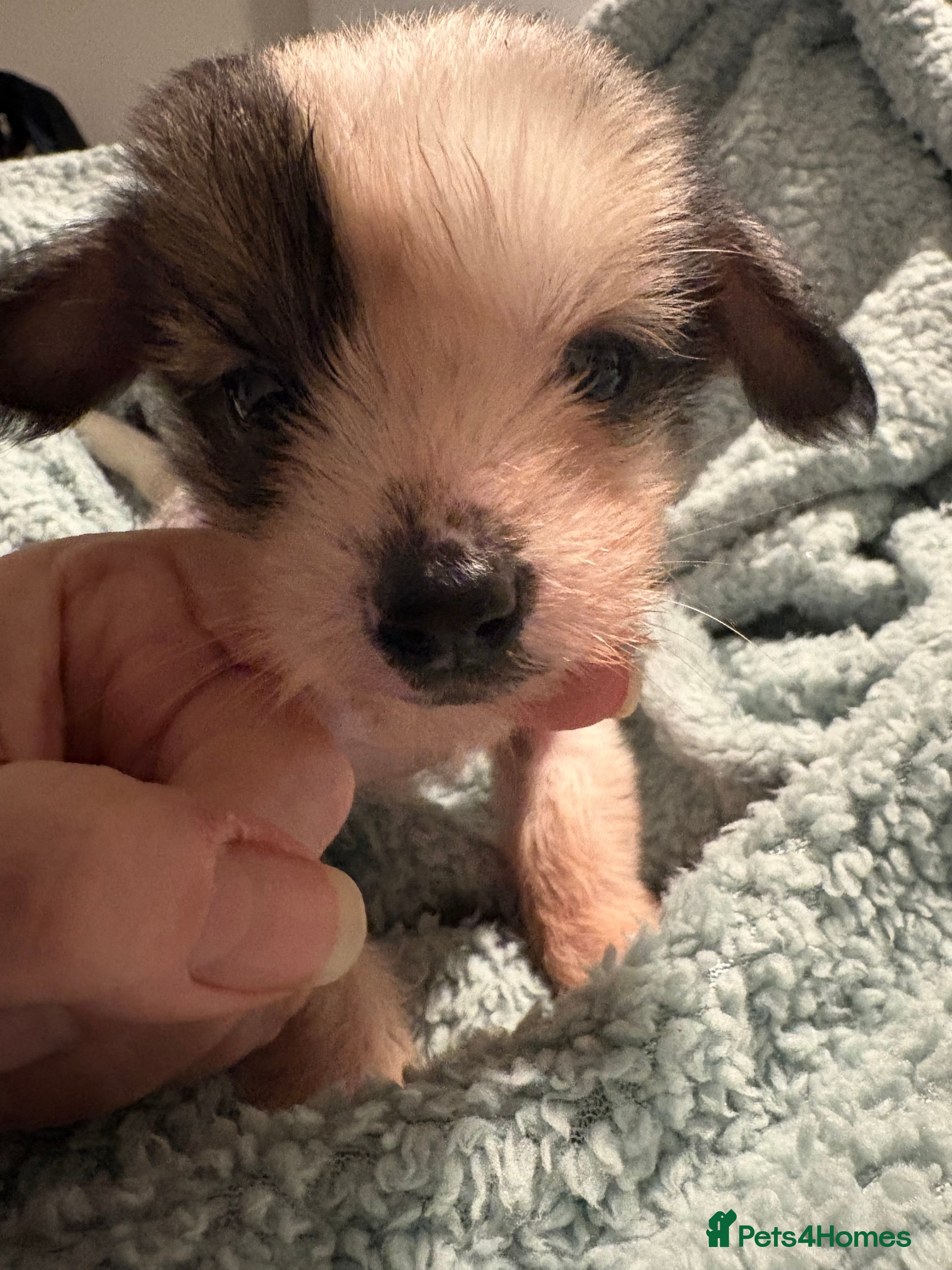 Chinese Crested dogs Chinese crested Hairy hairless males - Advert 17