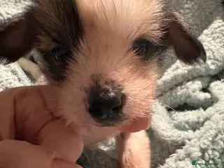 Chinese Crested dogs Chinese crested Hairy hairless males - Advert 17