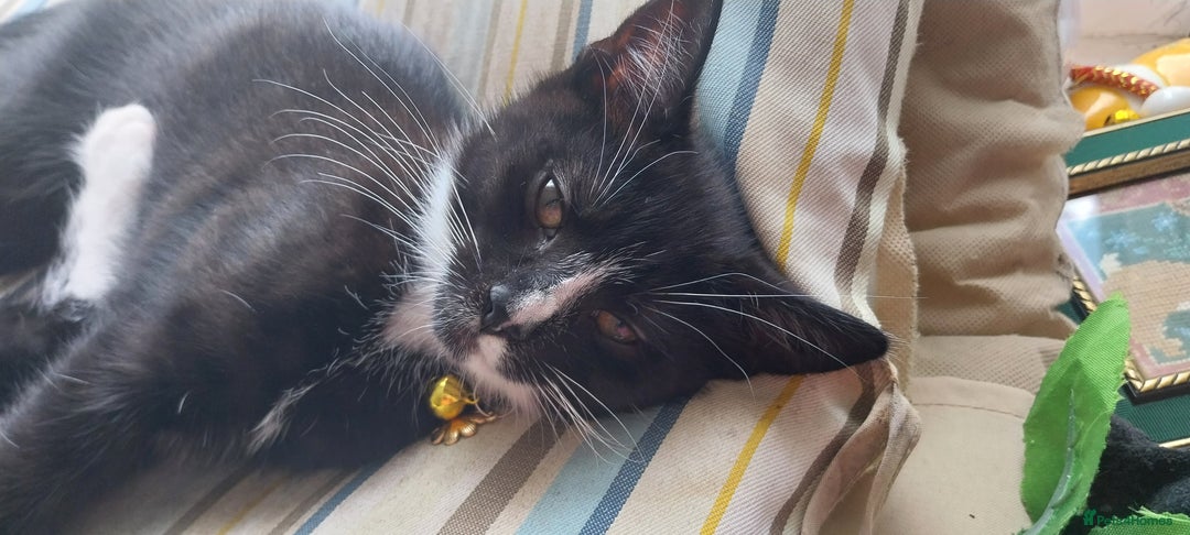 Mixed Breed cats for sale: Three beautiful tuxedos - MMF - Image 13
