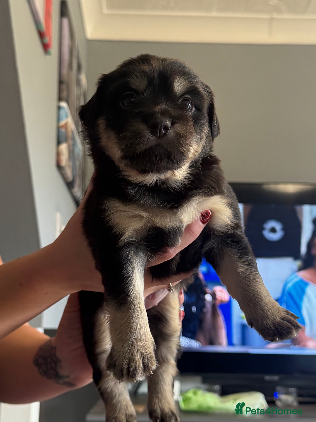 Mixed Breed dogs for sale: French Bulldog/Manchester Terrier hybrid. - Image 13